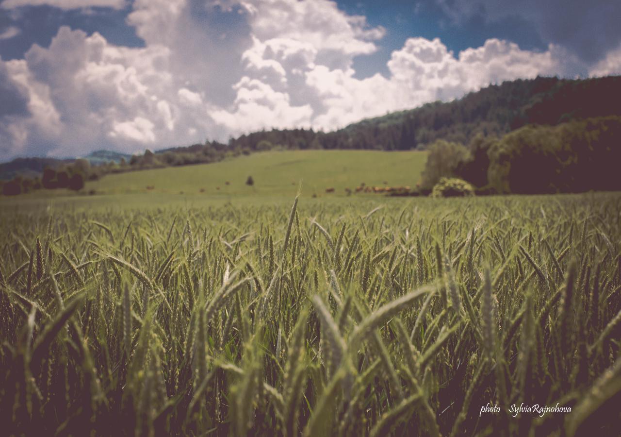 Ubytovanie Koliba Pacho - Zrub Zuzka Prievidza Bagian luar foto